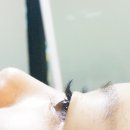 오래쉬(O’LASH) 이미지