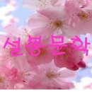 21, 11, 24 / 경포대의 새하얗던 벚꽃 /김시화 이미지