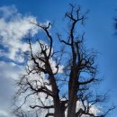 천년의비빔밥 이미지