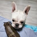 강아지눈물자국개선 꽃희웅얼굴세정제 향기마중 페이스클렌져