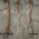 감초방