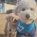 제주네 애견유치원 이미지