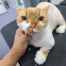 아꼬운냥 이미지