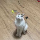 미아옹