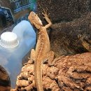 성북9 | 서울파충류 성북구의 보물, 9골드렙타일 방문 후기