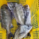 16일-횟감꼴뚜기, 자연산암대하, 민어회, 구이용참돔, 자연산활광어, 감성돔회, (특가)구이용감성돔, 햇부세굴비,갑오징어초무침, 자반고 이미지