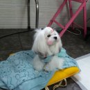 몽이네 애견샵 이미지