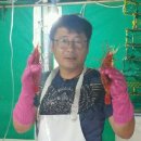 독도어부 이미지