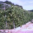 향숙농장 이미지