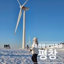 초원축산 | 평창 겨울여행 필수! 대관령 삼양 목장 입장권 할인 예매 및 화이트 시즌 꿀팁