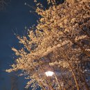 경기도 수원 광교 호수공원 벚꽃 실시간 야경