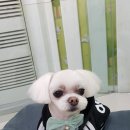 플러스애견미용실 이미지