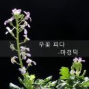 무꽃 피다/마경덕/(낭송:단이) 이미지