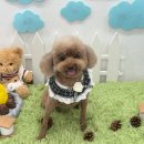 코코 반려견미용실 이미지