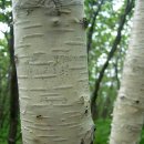 빛-자작나무 이미지