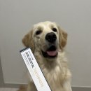 그린도그 | 반려견 수명과 직결되는 양치 습관! <Bongreen HAp 도그 덴탈 치약> 본그린 치약 대형견 후기