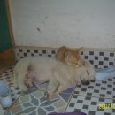 강아지 친구 이미지