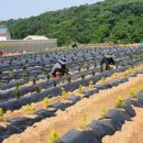 유계리 농장 이미지