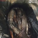 [ 군산 비응항 낚시사냥꾼 ] 고프로에이스호 야간 오징어 100수이상 3명 자~~알나옵니다.. 이미지