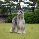 페가수스 이미지