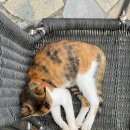 미시령관통도로주유소 이미지