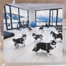 의성동물병원 | 의성 웰시코기분양 경험자가 말하는 업체 선정의 모든 것