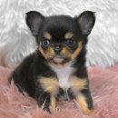 서산벤지 이미지