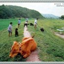 소먹이는집5 Daum카페