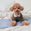 로아인터네셔널 이미지