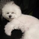 청북햇살 동물병원 이미지