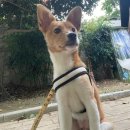 1733 | [❤️입양후기❤️] 1733. 태안이🐶