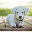 다래동물병원 이미지