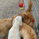 로이네 애견호텔 이미지