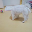 쭈 애견미용 이미지