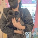 도그맘애견 이미지