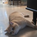 묘메이트 고양이 숨숨집 터널 후기, 심바의 새로운 최애 공간