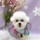 오도르봉 이미지