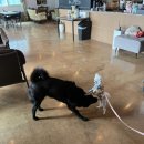 도그랜드 | 가평 도그랜드 애견 카라반 후기 / 33개월 아기랑 반려견 여행