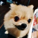 멍이와 쿤이 이미지