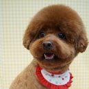 루이동물미용 이미지