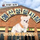 은봉애견 | 충남 가볼만한 곳 예산시장 백종원거리 애견동반 당일치기