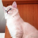 엘리네집 이미지