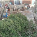 동해시-43 이미지