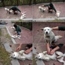 [강촌여행②] 강촌스파펜션 &#39;노이슈반펜션&#39;