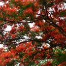 디지탈에버그린 이미지