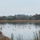 맘모스 PC | [화성]보통리저수지 데이트코스 산책코스 돌다 쉬어가는 보통리카페 이든하우스카페 방문 후기