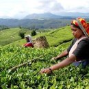 티소믈리에 양성과정 이미지