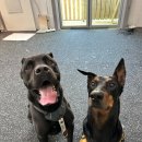 트리머펫 이미지