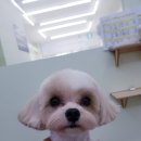 개도만족 이미지