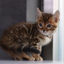 울산고양이분양 도레미캣 이미지